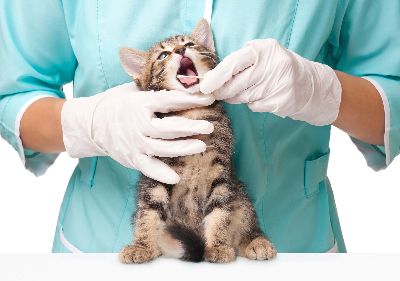 Feline Dentistry Cat Dental Cleaning Meadows Cat Hospital