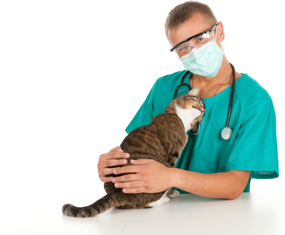 Veterinarian with cat before cat surgery