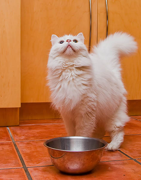 Cat diet recommendations from your trusted Issaquah Feline Veterinarian