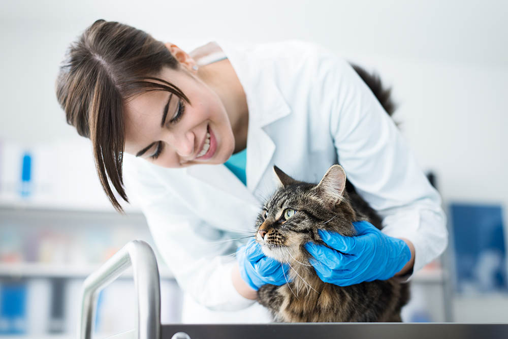 Advanced Cat Hospital - Veterinary Care - Cat Vet - Cat Clinic
