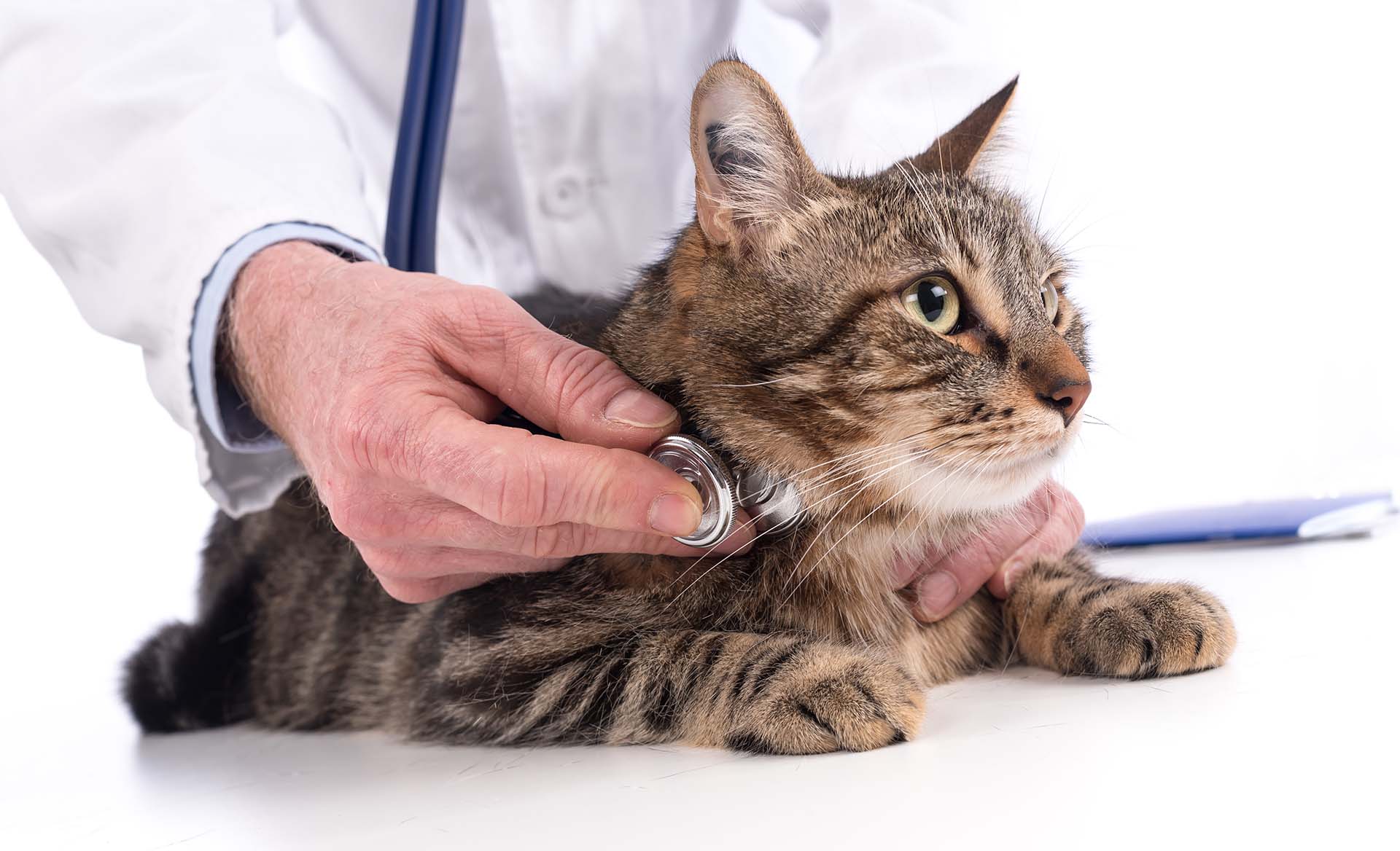 Cat veterinary exam