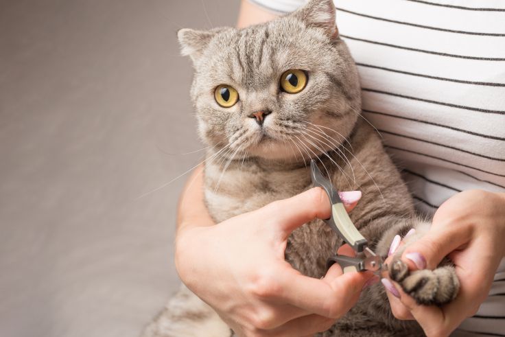 safe nail trims and grooming at Meadows Cat Hospital
