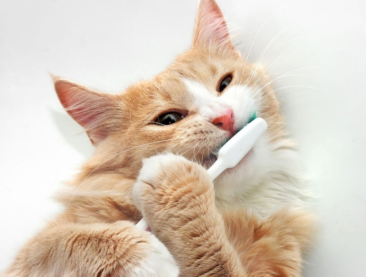 Cat Dental Care