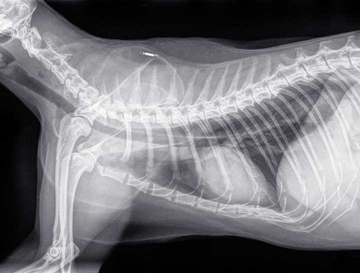 Cat digital xrays