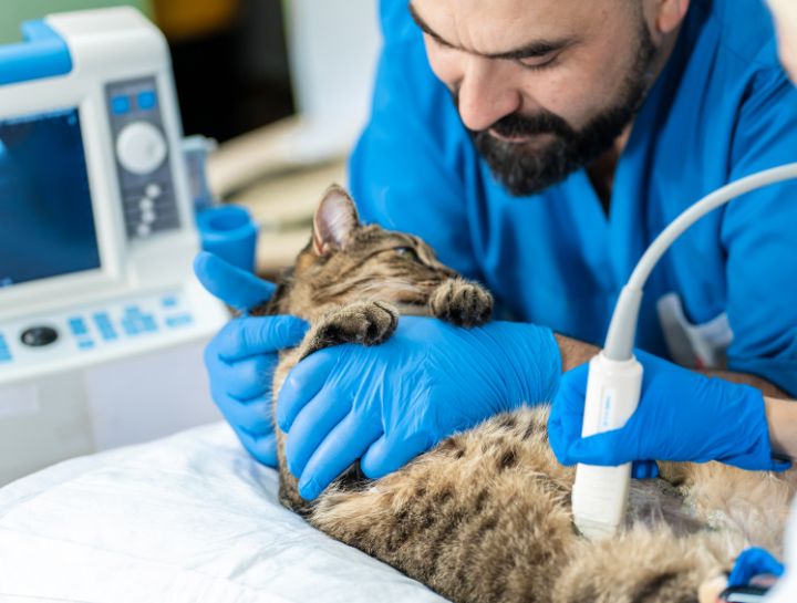 Pet Ultrasound